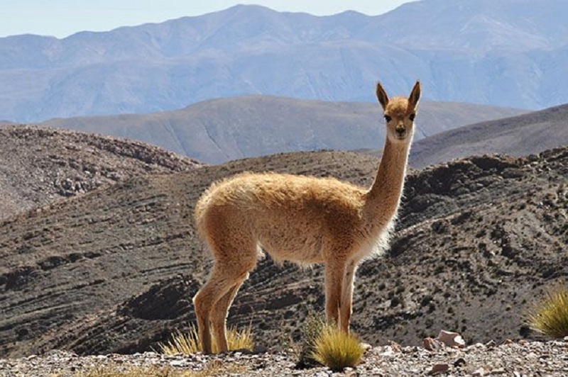 Ayacucho: la batalla por salvar a las vicuñas de la caza furtiva en medio de la pandemia del COVID-19