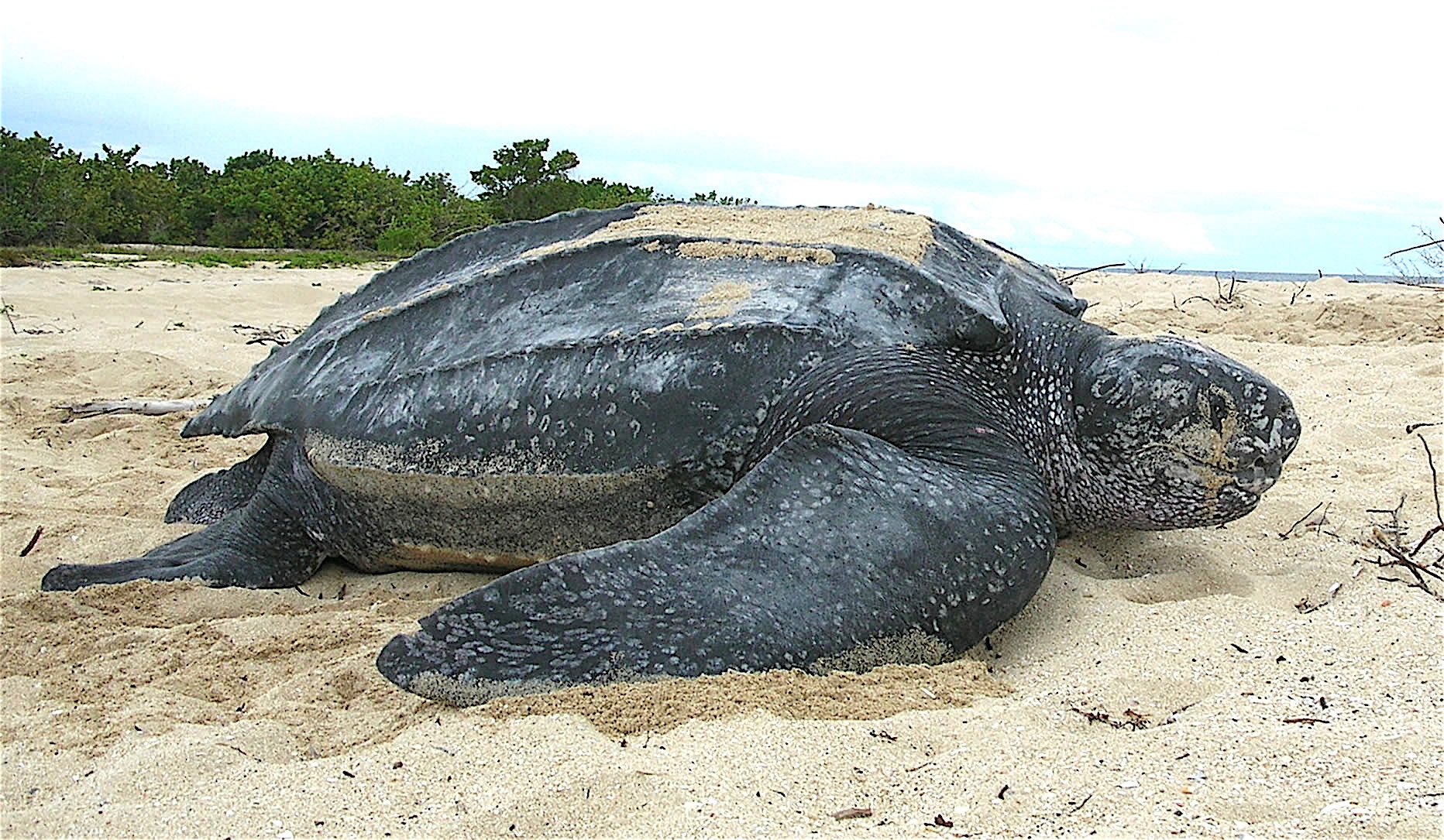 Tortuga laúd