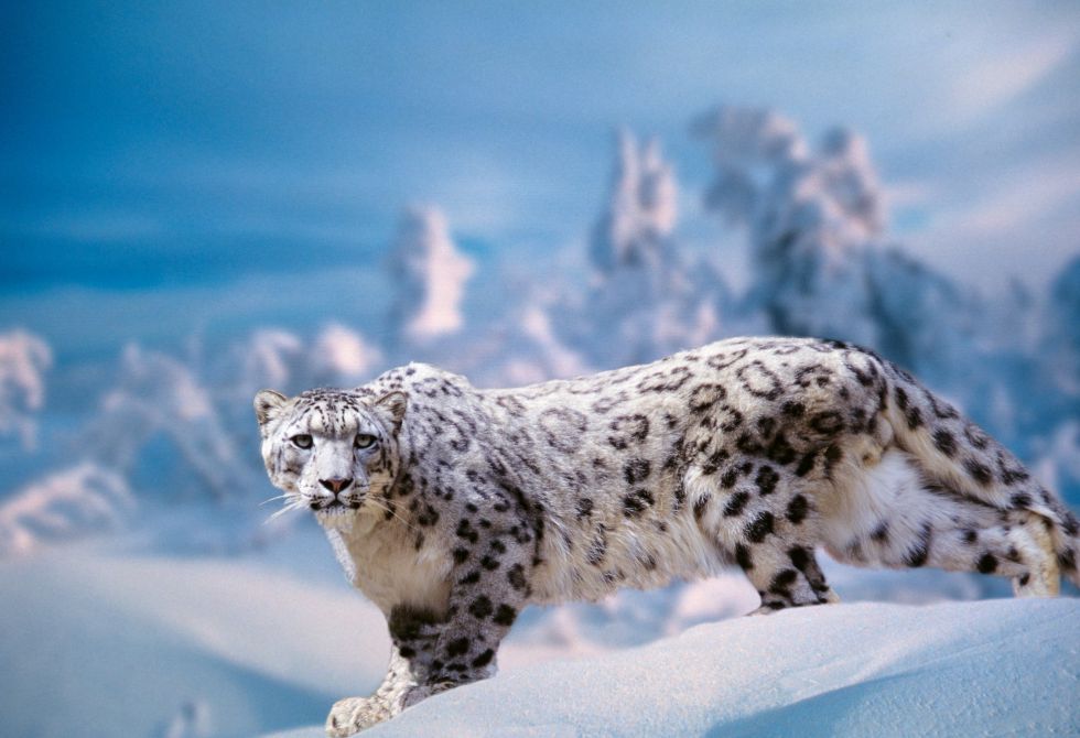 El leopardo de las nieves