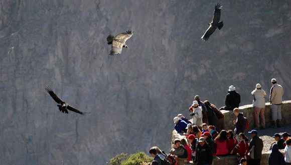 Cañón del Colca postula como atracción turística natural de Sudamérica.